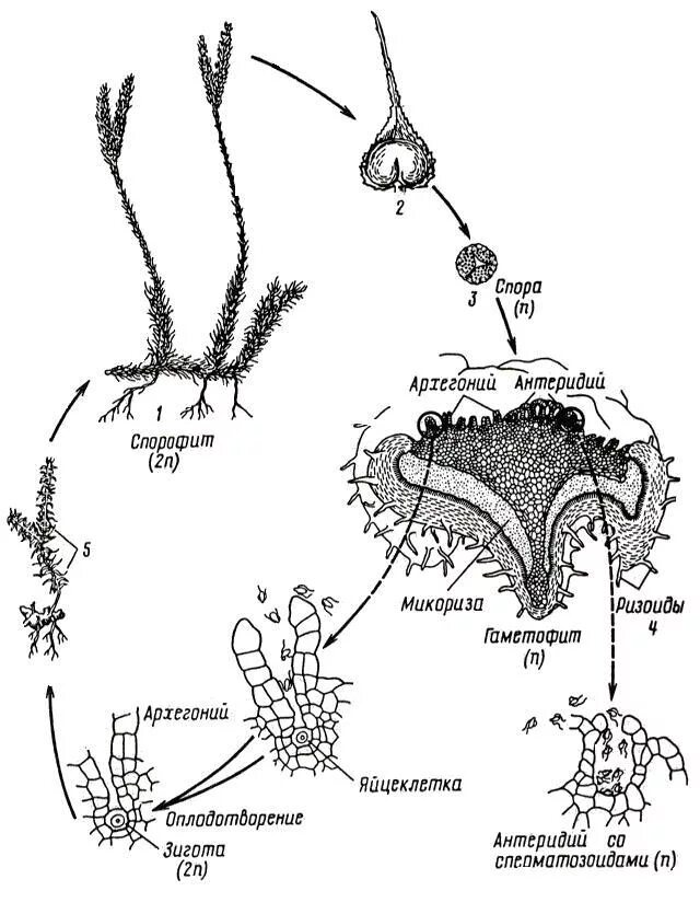 Деление клеток архегония. Цикл размножения плауна. Жизненный цикл плаунов схема. Жизненный цикл плауна булавовидного схема. Рисунок жизненного цикла плаунов.