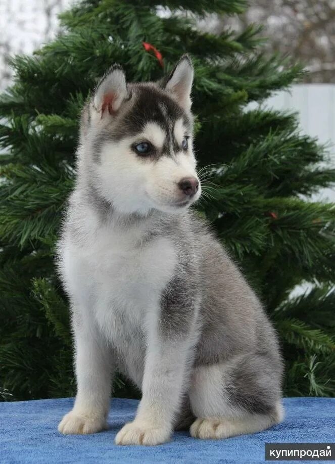 Хаски щенок. Сибирский хаски. Хаски собака кутенок. Хаски щенок. Хаски щенок.