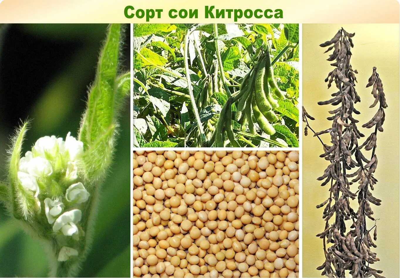 Характеристика сортов сои