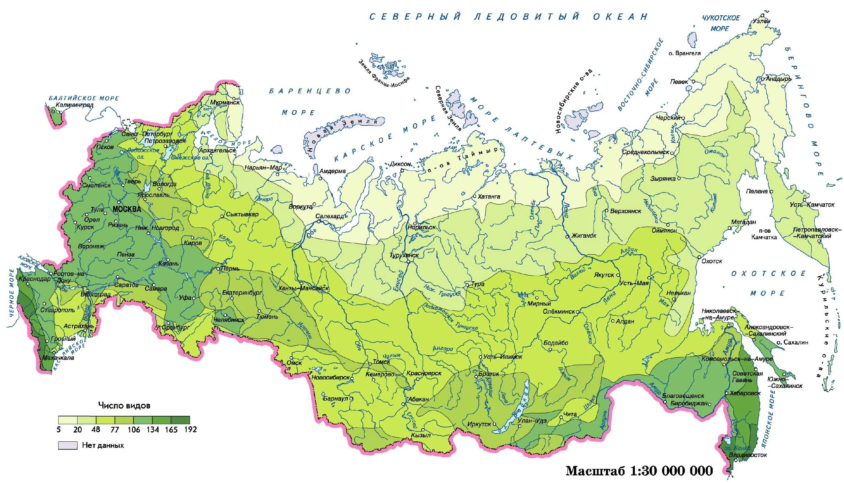 Леса России карта. Карта лесов России на карте. Карта хвойных лесов России. Карта лесных массивов России. Где находится порода