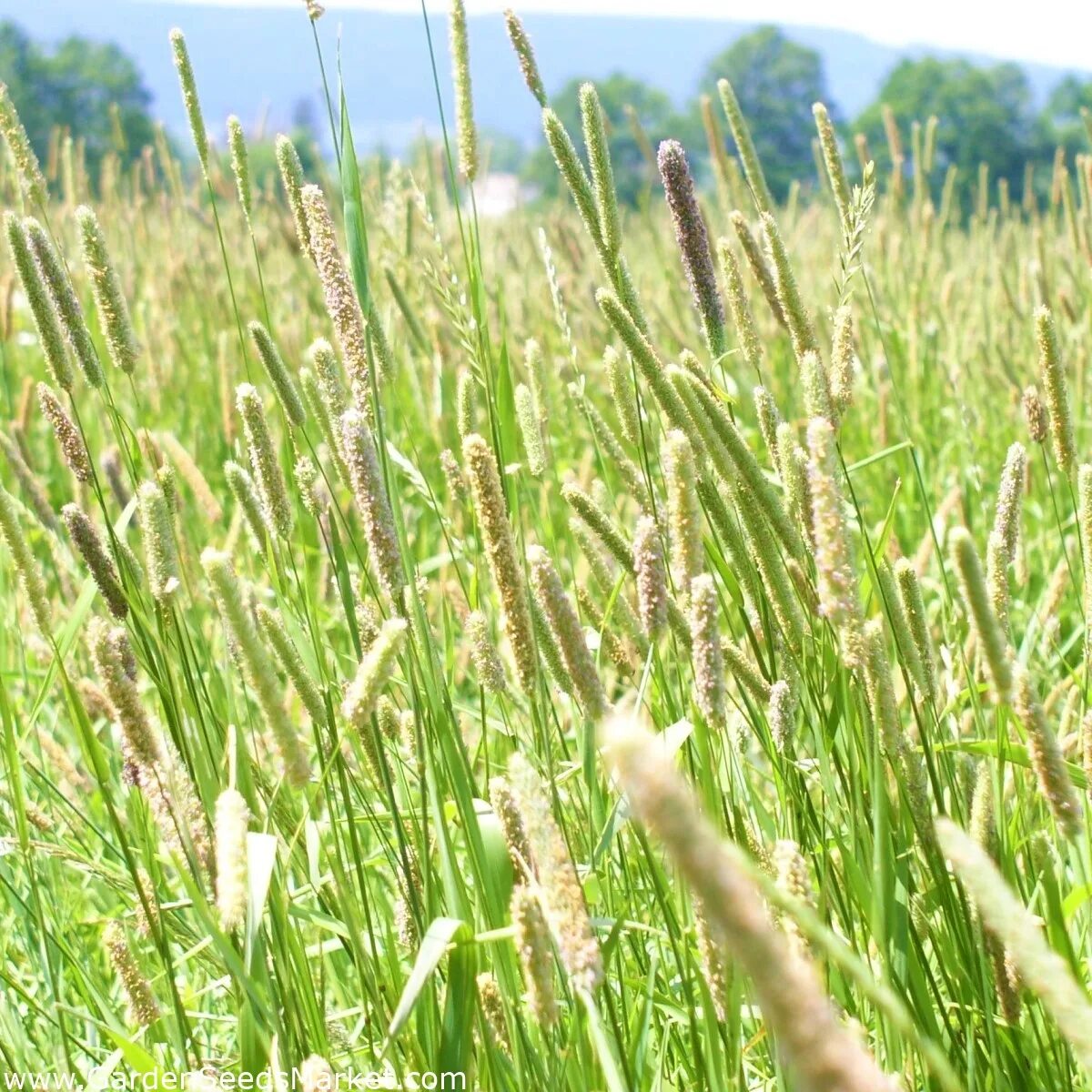 Тимофеевка Степная (Phleum phleoides). Растение Тимофеевка Луговая. Тимофеевка Луговая (Phleum pratense). Растения Луга Тимофеевка. Как выглядит тимофеевка