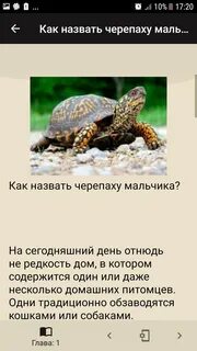 Как можно назвать черепах
