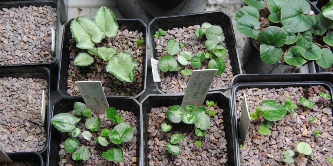 Цикламен косский. Цикламен в естественной среде. Цикламен семена посадка. Цикламен из семян. Можно ли цикламен высаживать в открытый грунт.