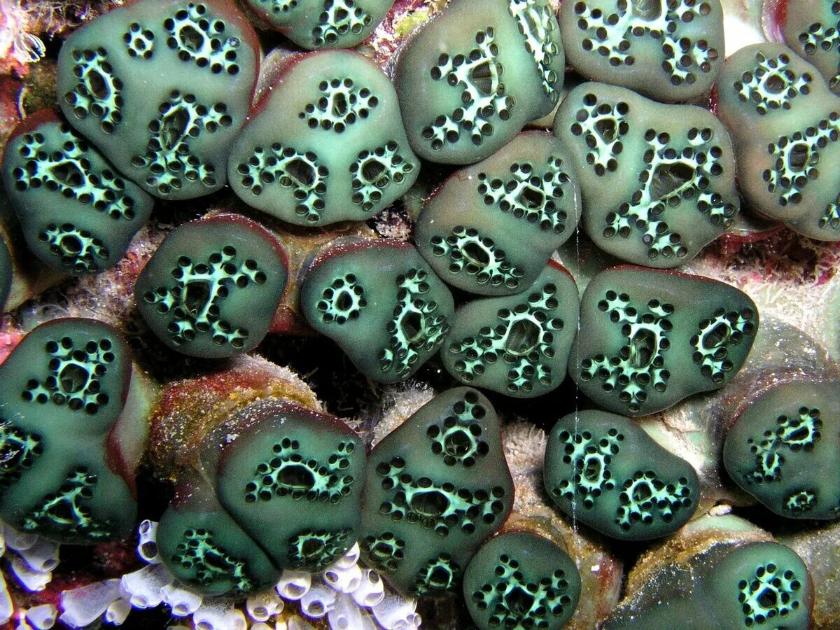 Морские живые камни
