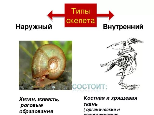 Наружный скелет. Наружный и внутренний скелет. Наружный скелет из хитина. Наружный скелет и внутренний скелет. Наружный скелет представители