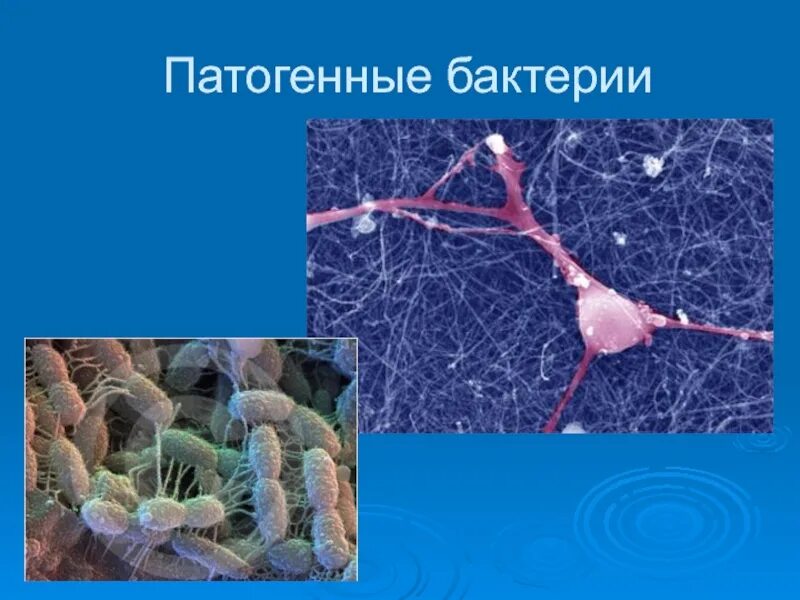 Патогенные микроорганизмы болезни. Бактерии фитопатогены. Патогенные микробы. Болезнетворные бактерии. Патогенные микроорганизмы.