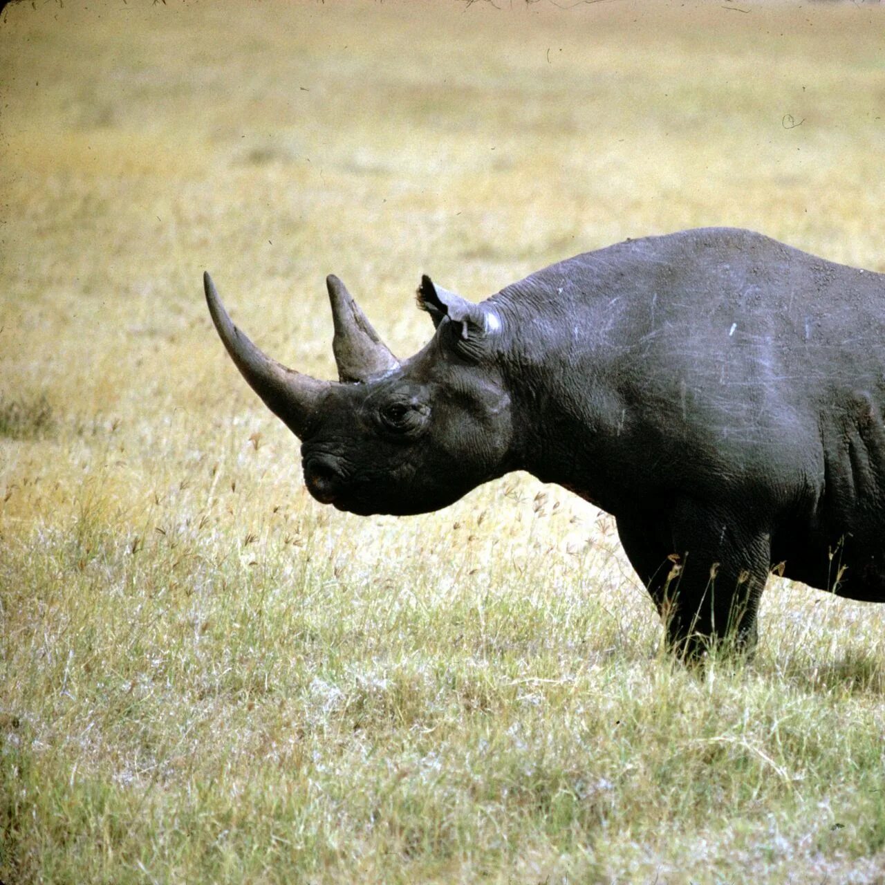 Черный носорог. Носорог фото. Diceros bicornis longipes вымершие Носороговые. Черный носорог фото. Носорог природная зона