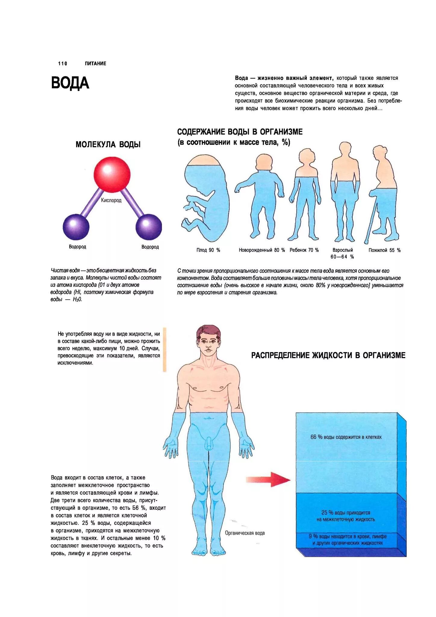 Вода в организме. Содержание воды в организме. Содержание воды в тканях и органах человека. Вода в человеческом организме.