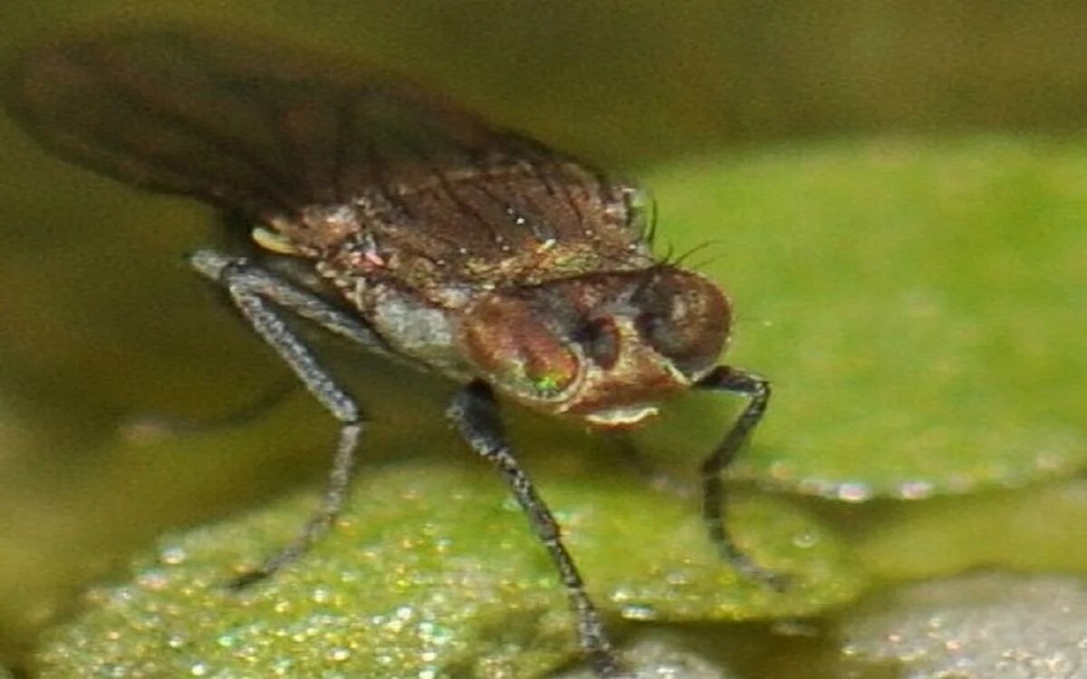 Про минер. Муха минер. Южноамериканский листовой минер (Liriomyza huidobrensis Blanch.). Минёры насекомые. Томатный листовой минер.