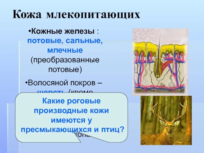 Кожная железа у пресмыкающихся. Производные кожи млекопитающих. Потовые железы у млекопитающих. Кожные железы млекопитающих. Сальные и потовые железы у млекопитающих.