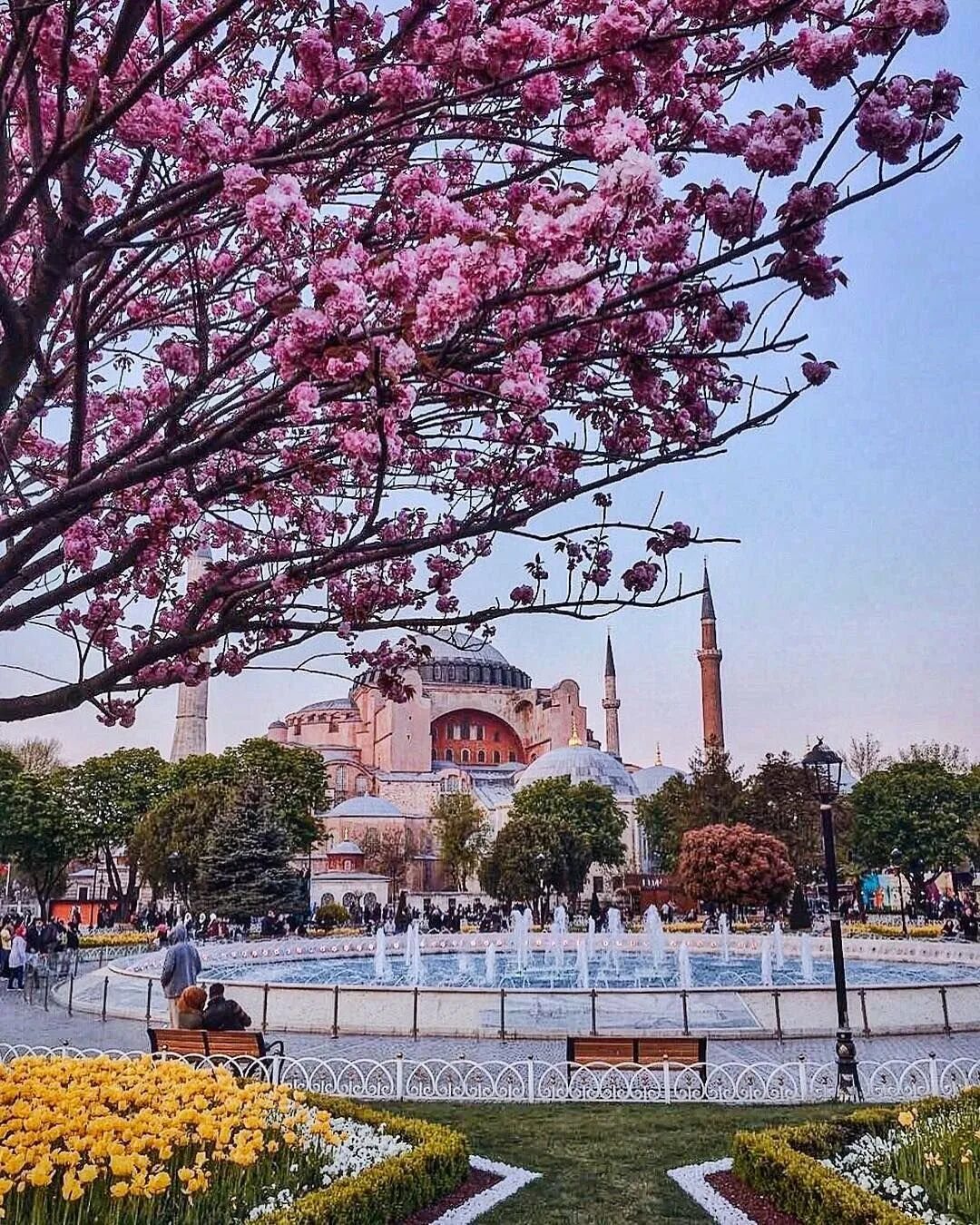 Багряник Стамбул. Стамбул в апреле багряник. Парк Сиркеджи Стамбул. Магнолия в Стамбуле. Стамбул весной