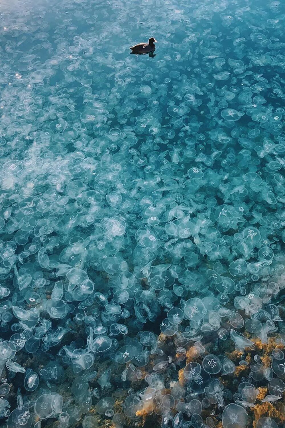 Сколько вода в море в сочи. Медузы в Балаклавской бухте. Нашествие медуз в черном море. Нашествие медуз в Крыму. Медузы черного моря в Крыму.