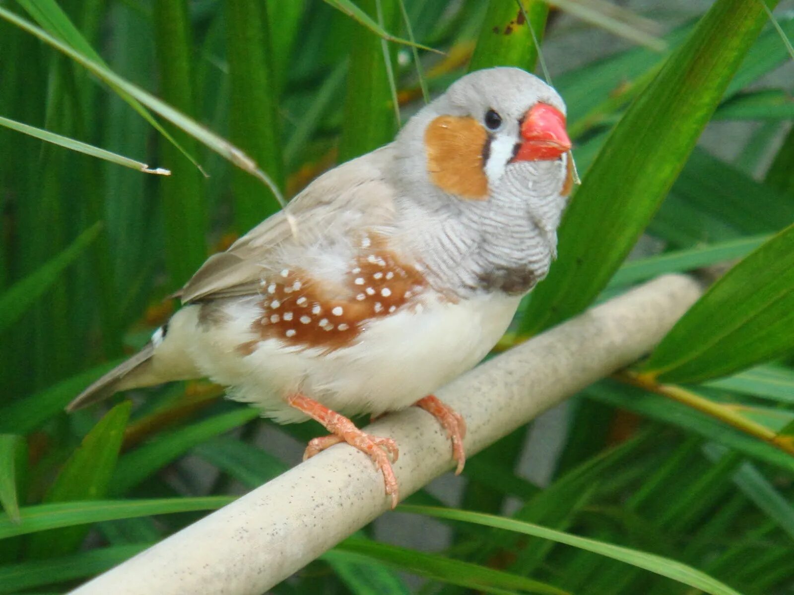 Рахманов зебровые амадины. Зебровая амадина. Как выглядят амадины. Австралийский воробей амадин. Как выглядят амадины.