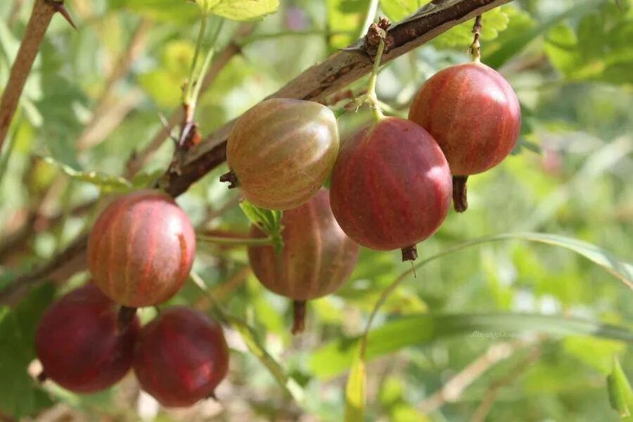 Саженцы крыжовника Колобок 151420668 купить за 357 ₽ в интернет-магазине Wildber