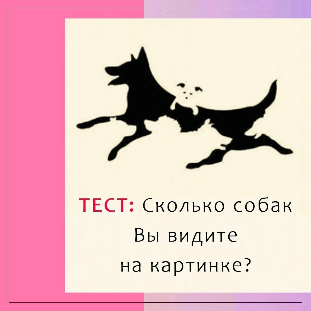 Тест на знание собак. Сколько собак на картинке. Сколькн срьак на картинке. Сколько собак видите на картинке. Сколько собак на картинке тест.