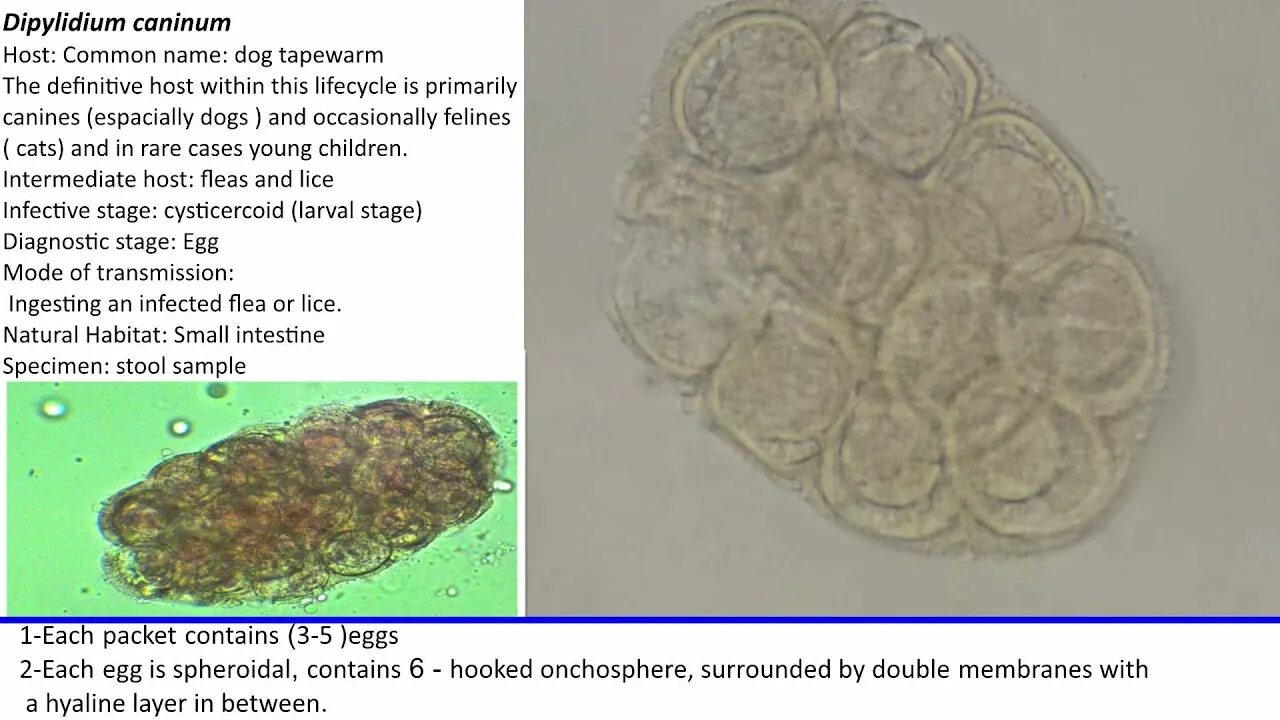 Dipylidium caninum. Яйца гельминтов Dipylidium caninum. Dipylidium caninum (дипилидиоз, огуречный цепень). Гельминтоскопия собакdipylidium caninum.