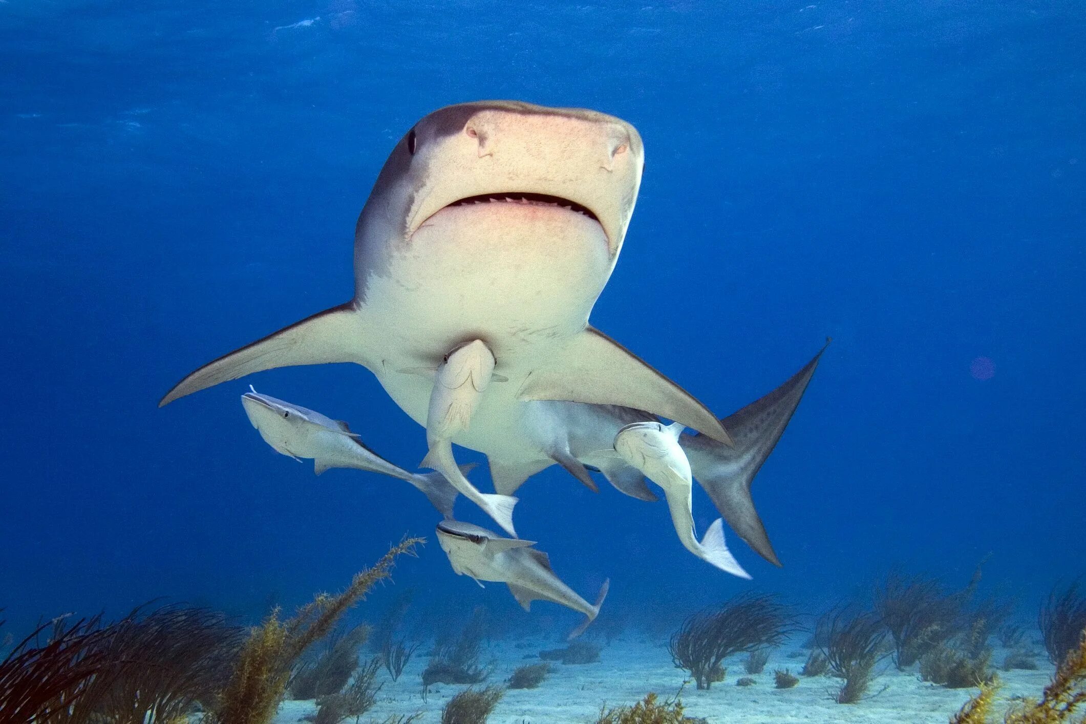 Ремора рыба прилипала. Акулья Ремора. Акулья Ремора (Remora Remora). Комменсализм акула и рыба прилипала. Симбиоз акулы и рыбы прилипалы