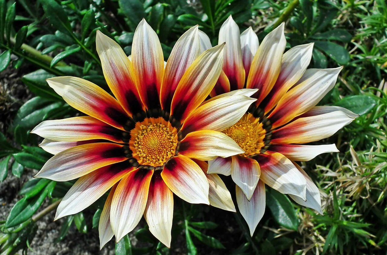 гацания гибридная. гацания, газания, гацания. гацания однолетник или многолетник. гацания цветок посадка уход. гацания цветок посадка уход.