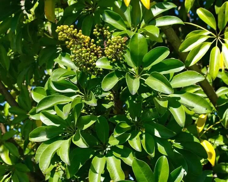 шефлера цветет