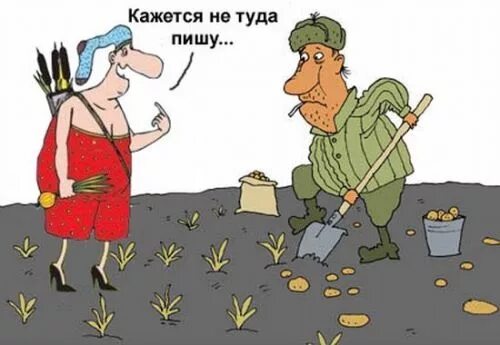 Анекдоты про копать. Шутки про картошку копать. Картошка карикатура. Копайте здесь я узнаю где надо. Могу копать могу не копать прикол.