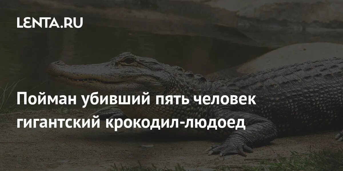 Людоеды дикой природы крокодилы. 750 Килограммовый крокодил. Крокодил людоед в Мексике.