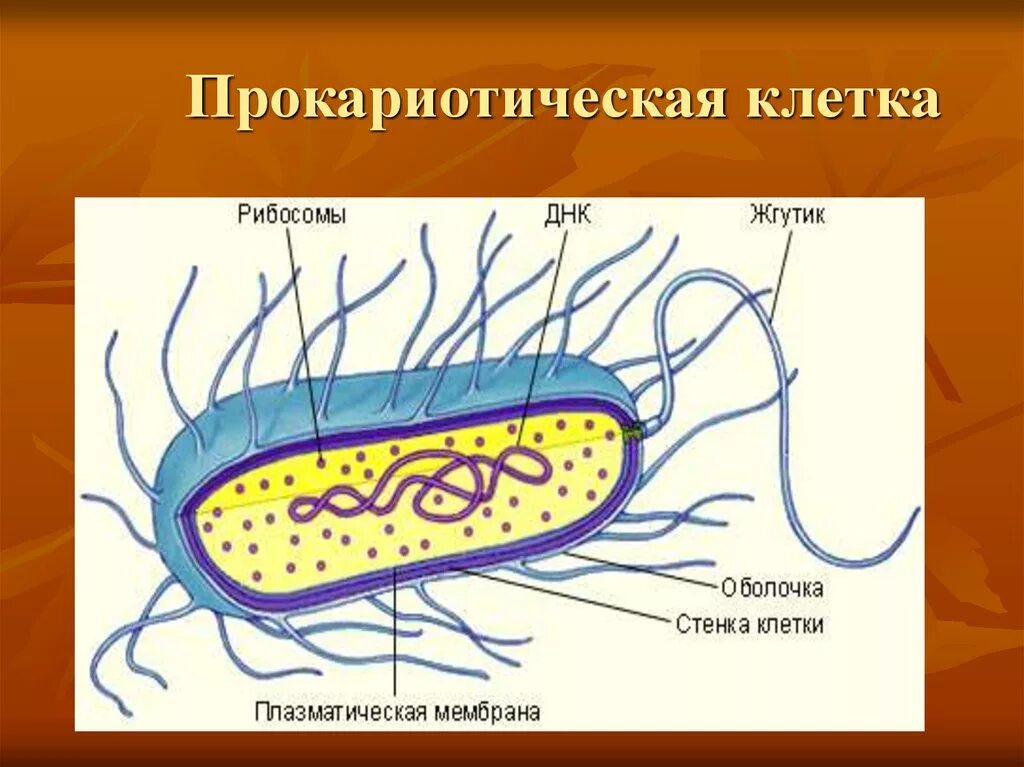 Прокариоты клеточной мембраны. Схема строения прокариотической клетки. Комбинированная схема строения прокариотической клетки. Строение покариотической 7клетки. Строение прокариотической клетки 10 класс.