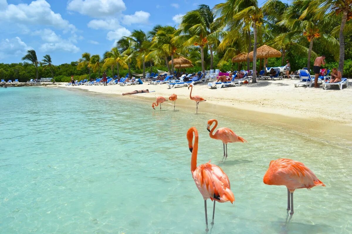 Доминиканская республика аруба. Остров Фламинго Тунис Джерба. Джерба Тунис Фламинго. Аруба остров. Аруба остров Фламинго.