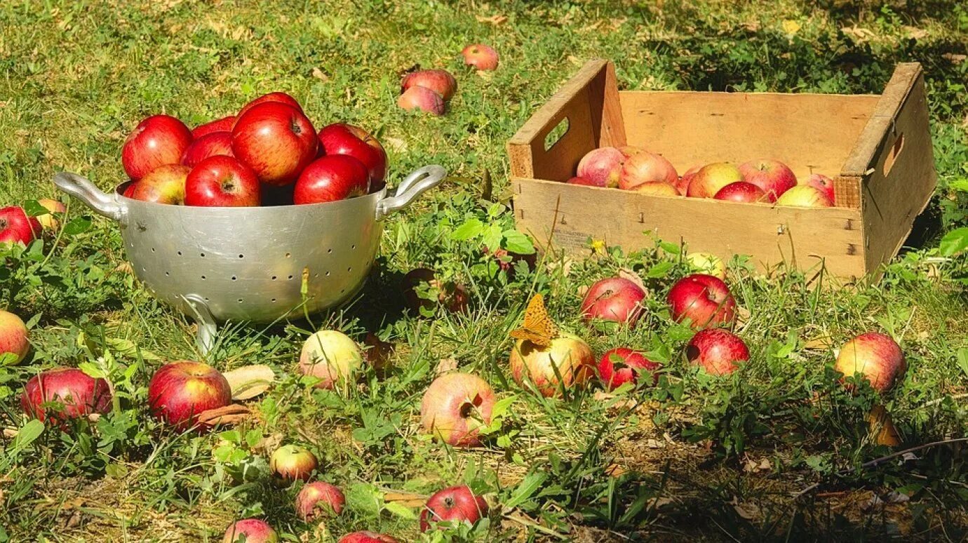 Яблоки садовые. Сбор урожая в саду. Урожай яблок. Яблоневый сад урожай. В подарок получить яблоки