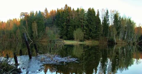 Лесной сергиев посад