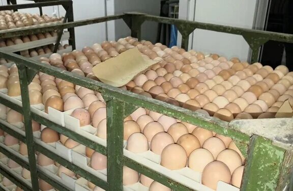 Мысковская птицефабрика мыски. Шахтерская птицефабрика. Истро-сенежская бройлерная птицефабрика. Роскар выборг. Яйцо кузбасская птицефабрика.