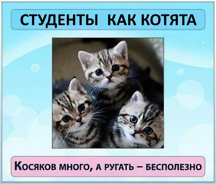 Мемы с котами много Комикс мем: "Наташ Там тортик без сахара и капкейки со скидкой 20% Давай купим и
