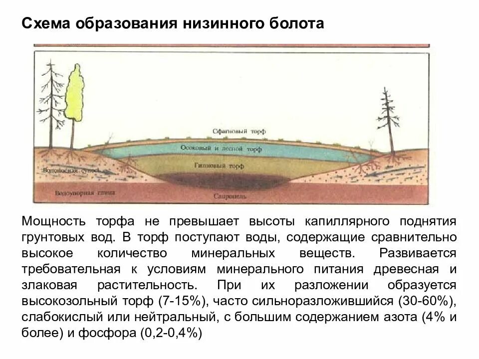 Составляющая болотной. Схема образования низинного болота. Схема образования низинных и верховых болот. Как образуется торф схема. Схема верхового и низинного торфяного болота.