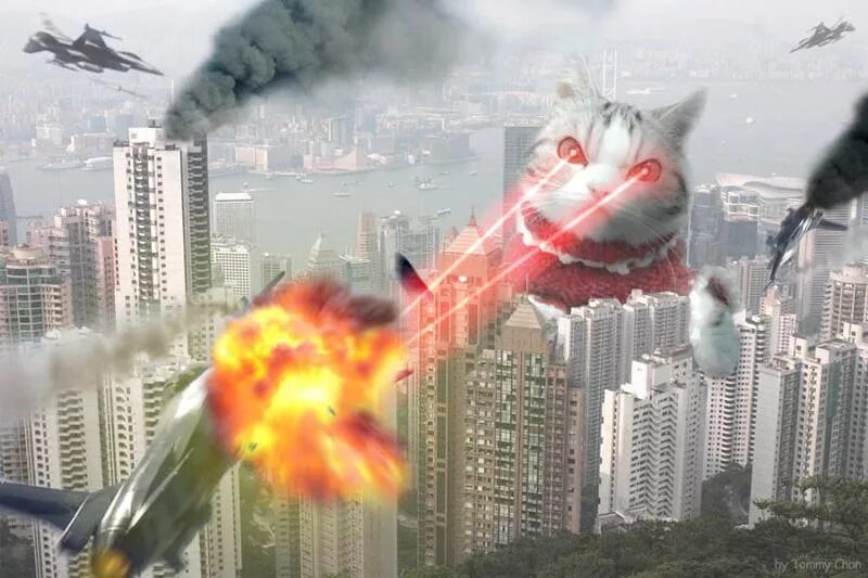Нападение г. Кот атакует. Коты атакуют. Коты напали на город. Котик взрыв.