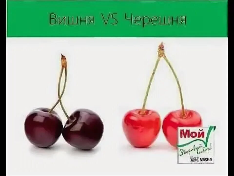 Вишня и черешня разница фото Вишня: чем отличается от черешни, в чем разница и как отличить по плодам, что лу