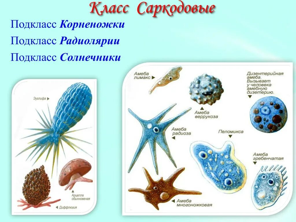 Саркодовые представители