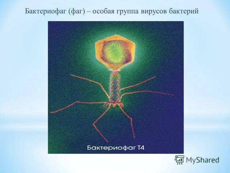 бактериофаг это в биологии кратко. бактериофаги организмы которые. бактериофаги это вирусы поражающие. бактериофаги вирусы уничтожающие. бактериофаги организмы которые.