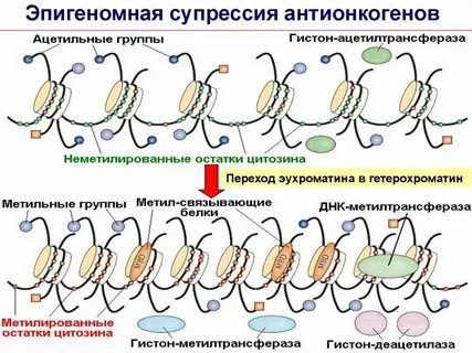 Супрессия