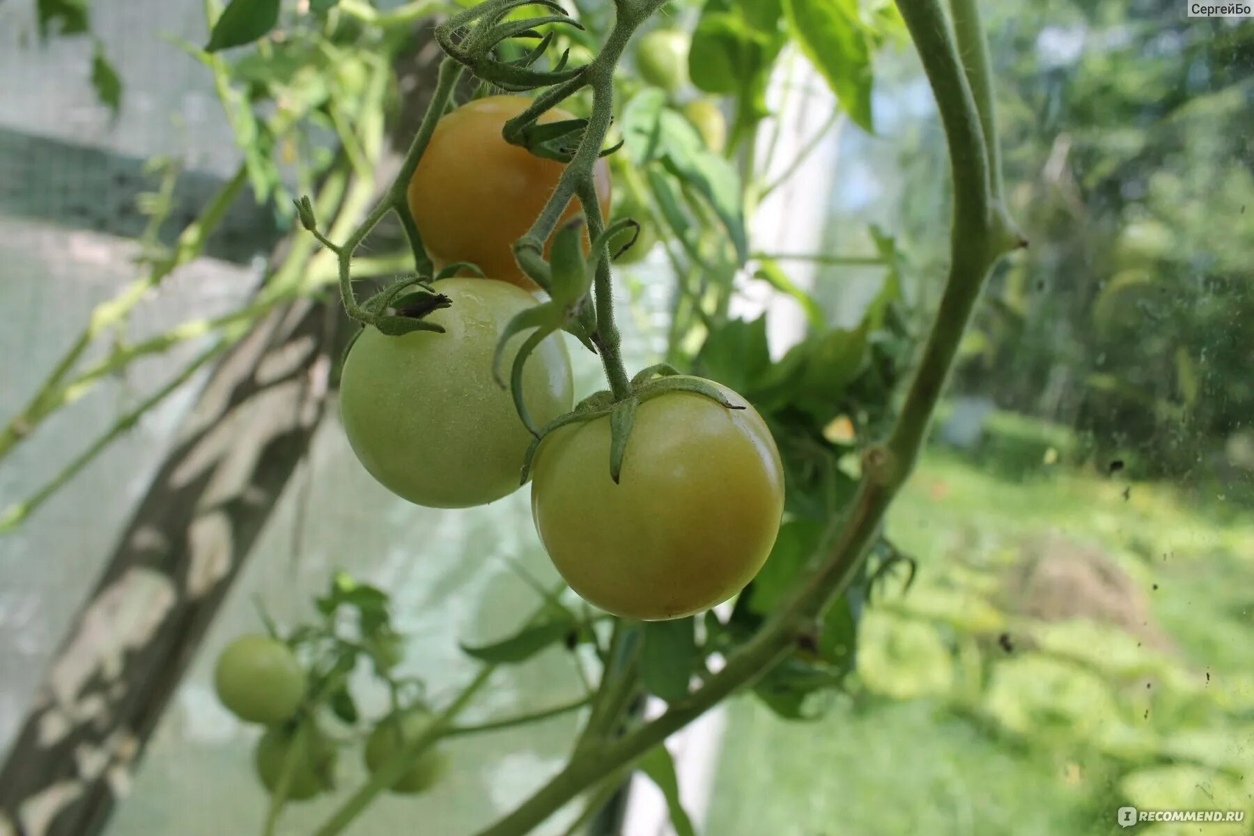 Томат сеньор помидор аэлита. Томат сеньор помидор аэлита. Алпатьево томат описание. Сеньор помидор еда. Томаты сорт синьор помидор.