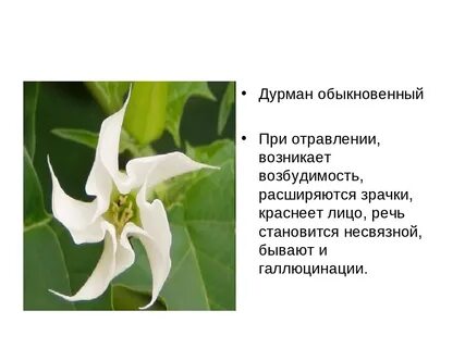 Дурман обыкновенный отравление