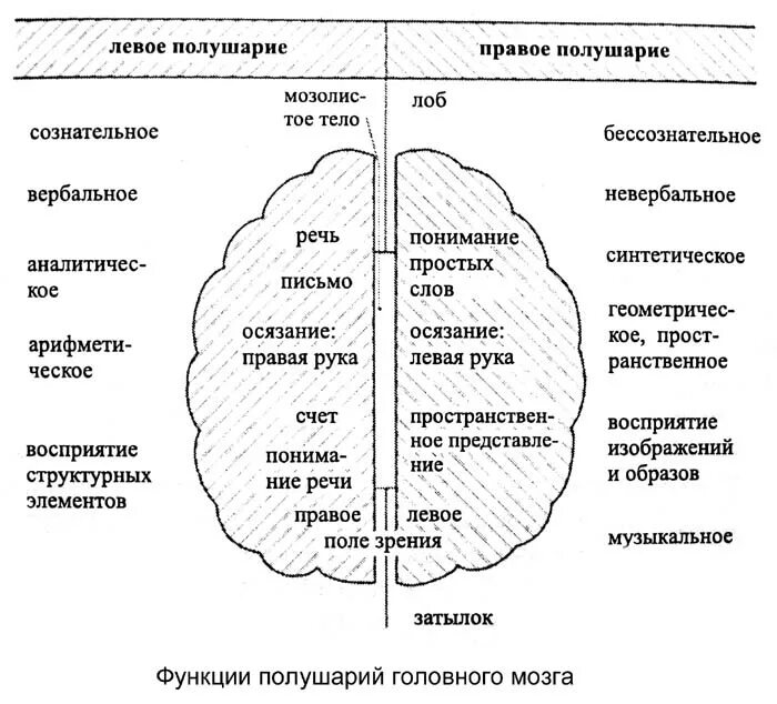 Какое полушарие головного мозга. Функции левого полушария головного мозга. Функции левого и правого полушария таблица. Функции левого и правого полушария головного мозга. Функции левого и правого полушария головного мозга таблица.