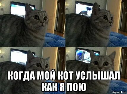 Мой кот кот кот когда был