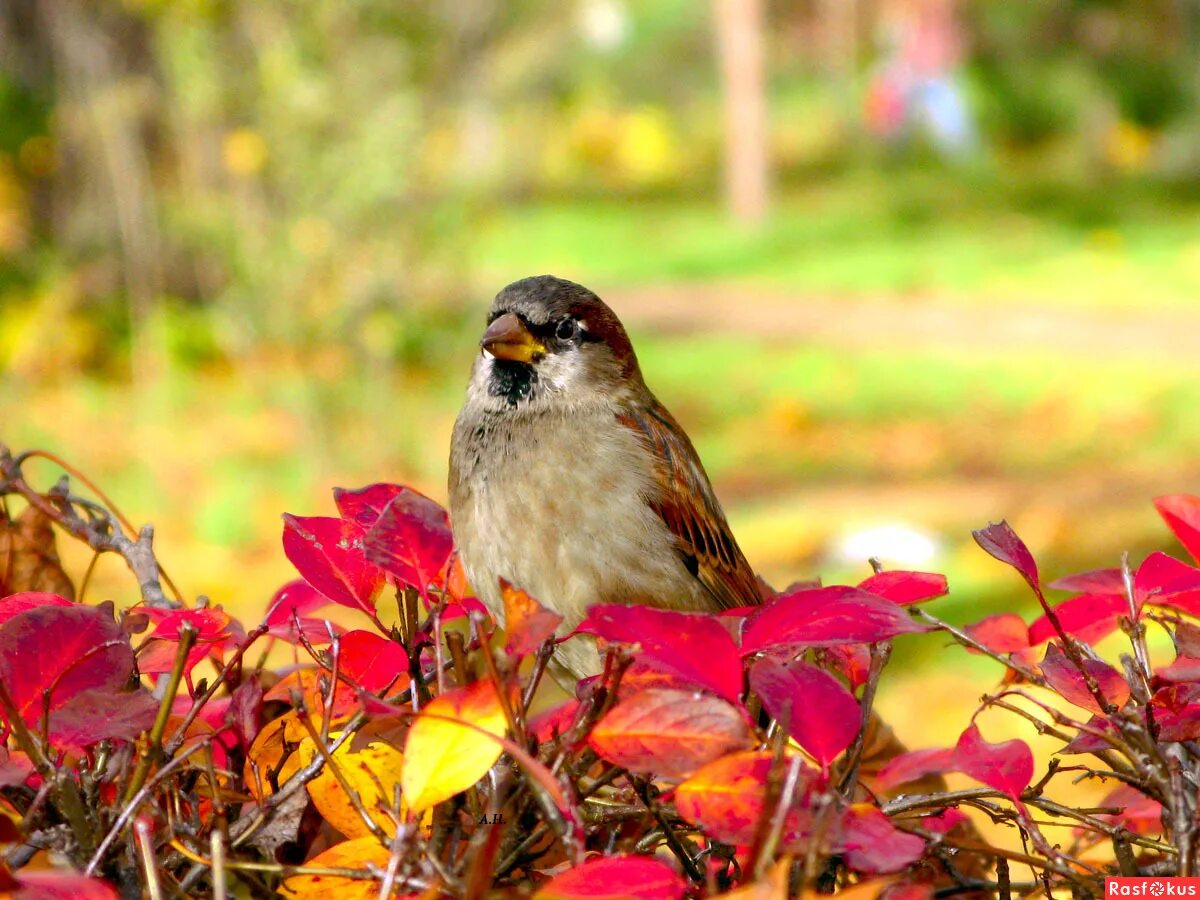 Autumn birds. Осенние птицы. Осень птицы. Птицы осенью. Воробей осень.