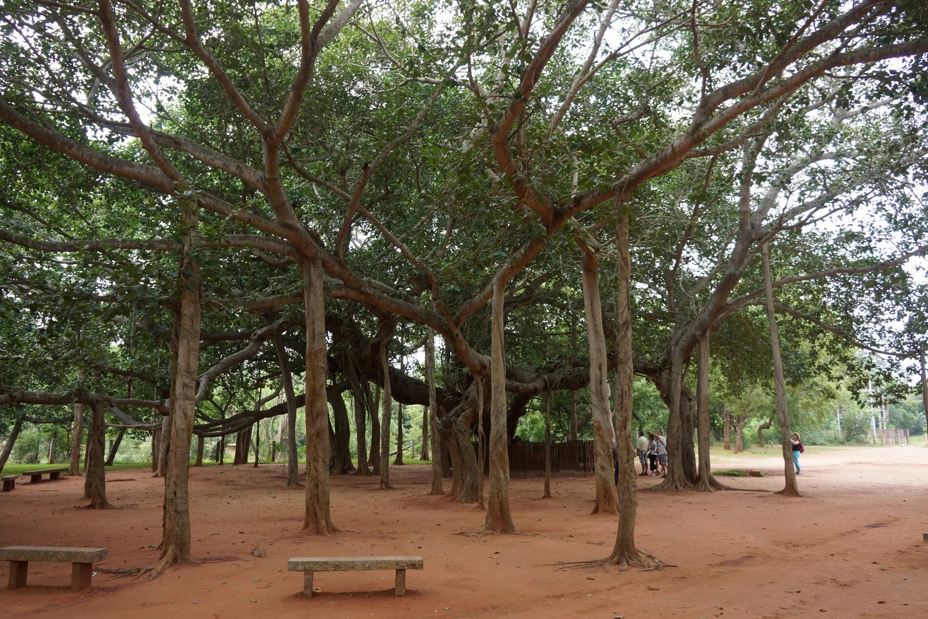 Дерево роща Баньян. Великий Баньян дерево. Фикус Великий Баньян. Баньяновая роща в Индии. Культовые деревья