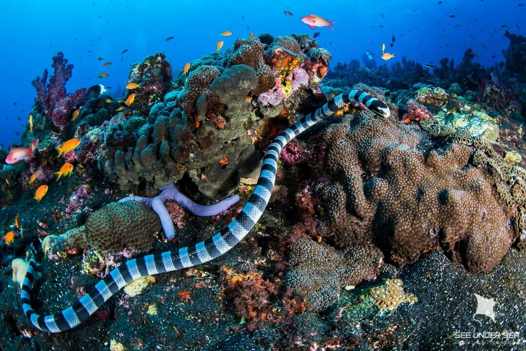Морская змея большой Барьерный риф. Морской Крайт. Морские змеи в Красном море ядовитые. Морская змея большой Крайт.