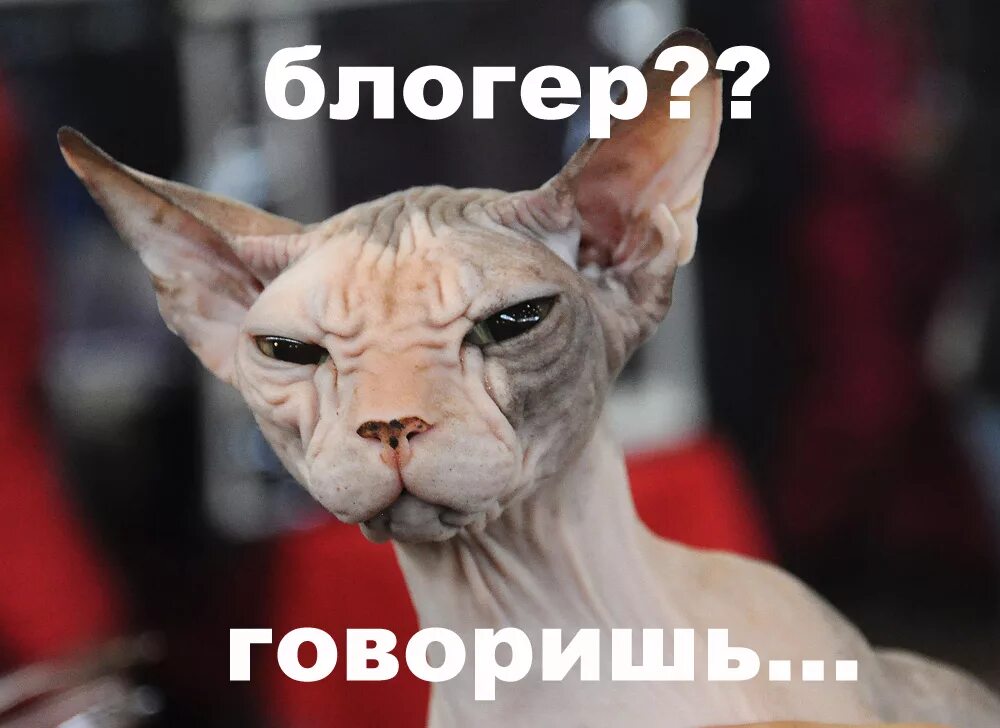 Двойник влада а4. Шутки про блоггеров. Лобанов как так то. Блоггер смешные картинки. Да это так блоггер.
