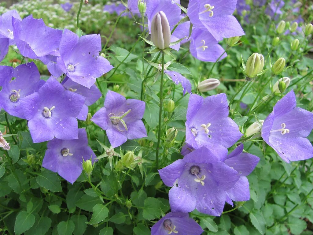 Колокольчик адрес. Колокольчик Карпатский (Campanula Carpatica). Колокольчик персиколистный голубой. Колокольчик персиколистный фиолетовый. Колокольчик Карпатский Перл Вайт.