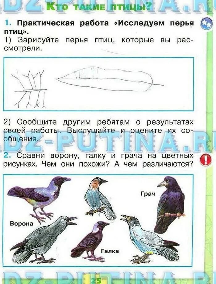 Класс птицы 7 класс рабочая тетрадь. Окружающий мир 1 класс рабочая тетрадь 1 часть стр 23. Окружающий мир первая часть 1 класс птицы. Окружающий мир 1 класс рабочая тетрадь птицы. Перья птиц окружающий мир 1 класс.