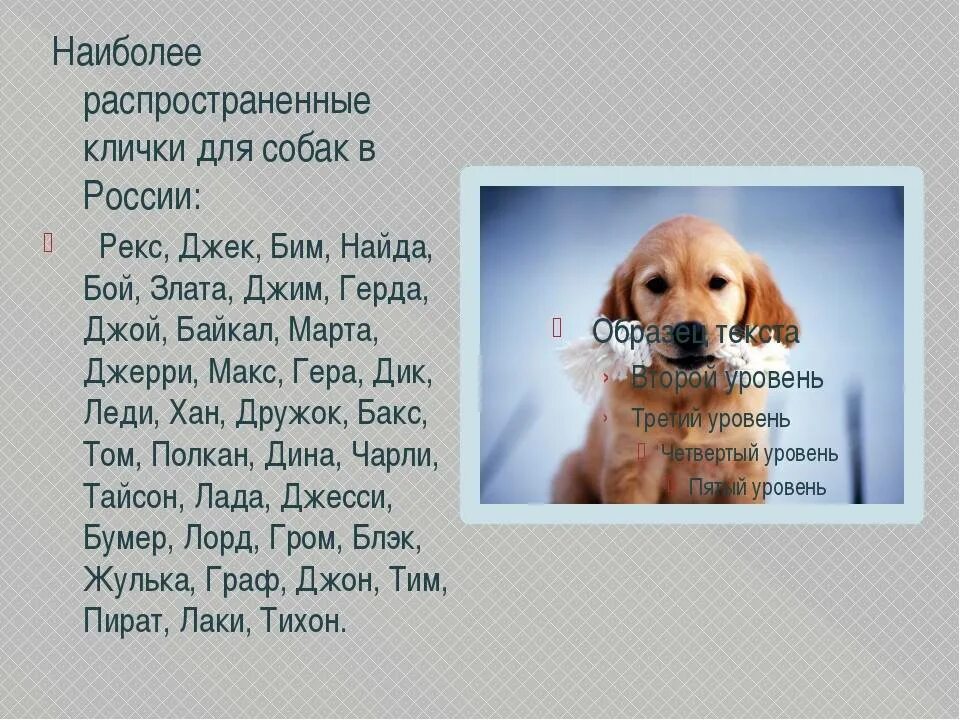 Кличка собак форум. Кличка для собаки мальчика щенка. самые красивые клички для собак мальчиков. имена для собачки мальчика щенка. собачье имена для мальчиков для щенков.