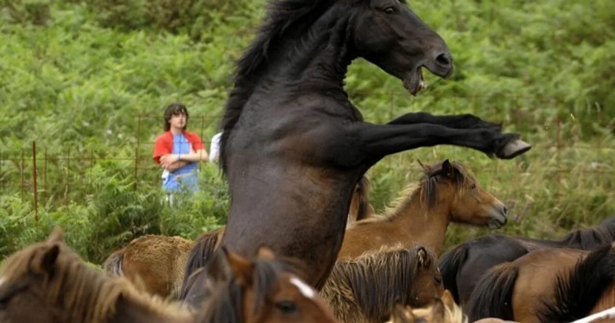 Видео про коне. Дикие лошади. Лошади на природе. Дикие лошади в природе. Табун лошадей.