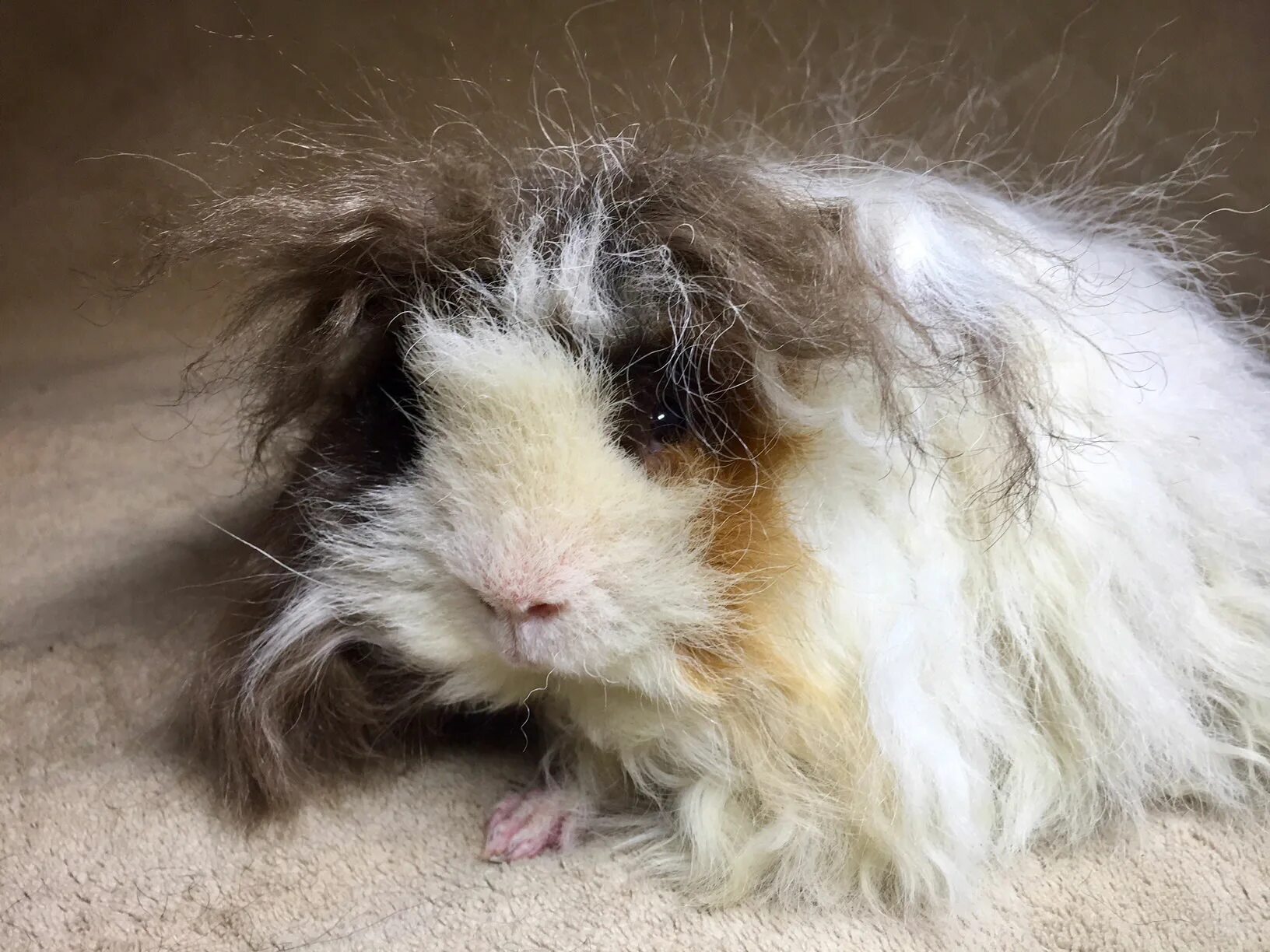 Свинки альпака. Кудрявая морская свинка альпака. Морская свинка альпака белая. Свинки альпака. Морская свинка альпака белая.